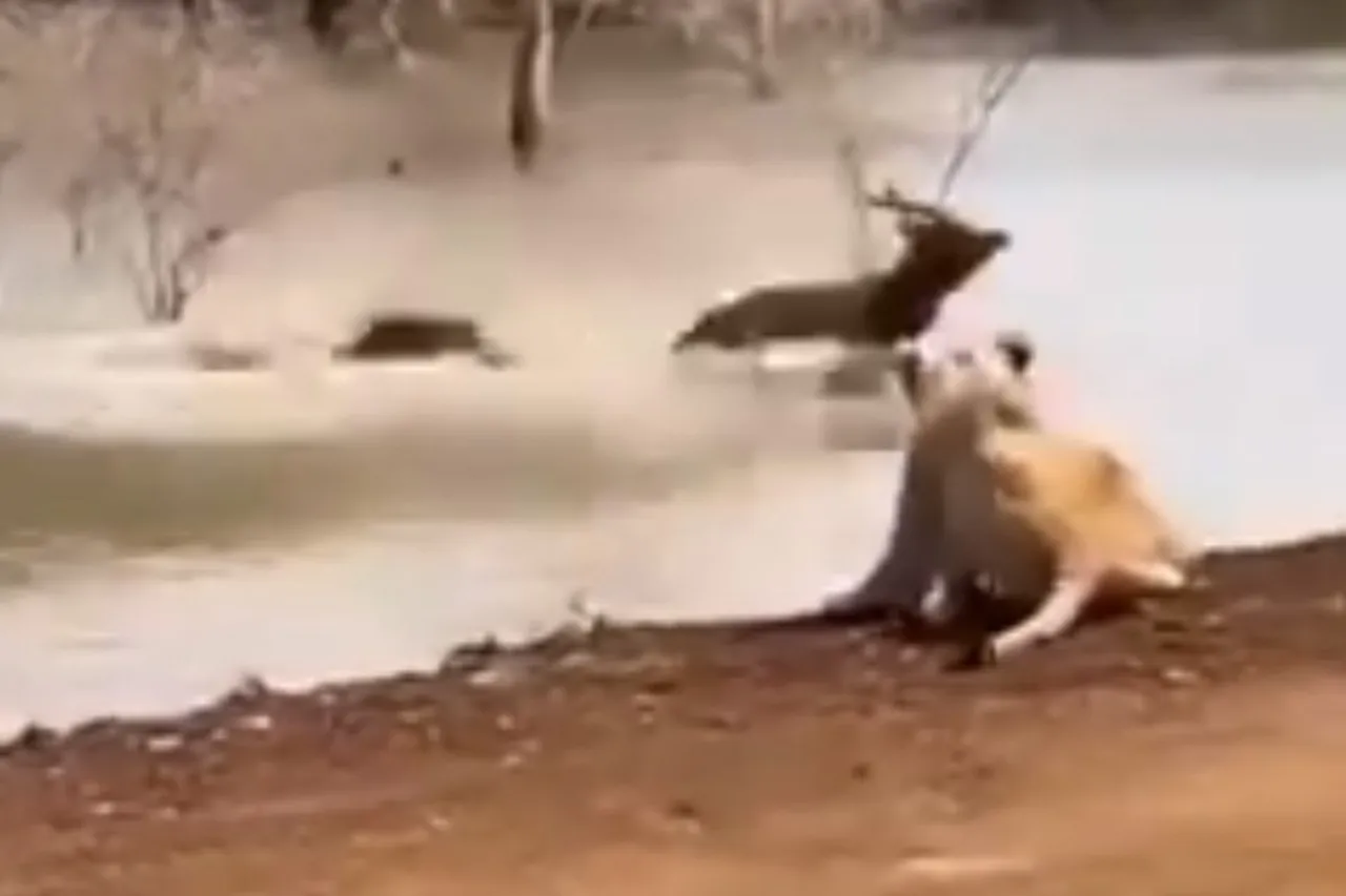 Animal Viral Video