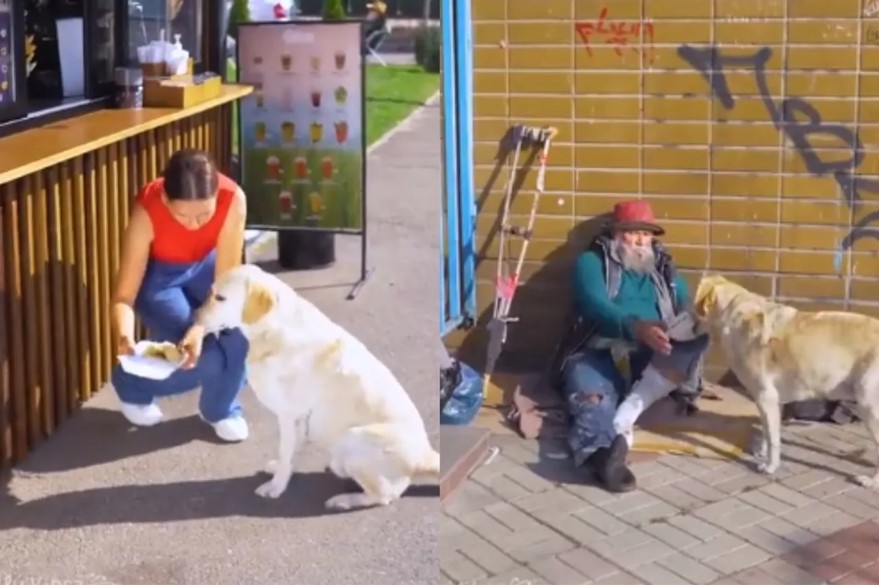 Animal Viral Video