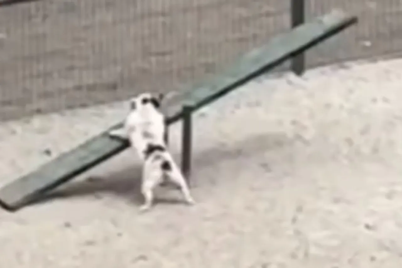 Animal Viral Video