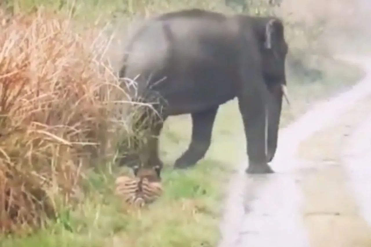 Animal Viral Video