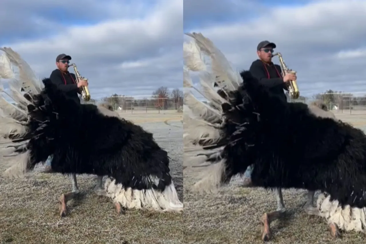 Animal Viral Video