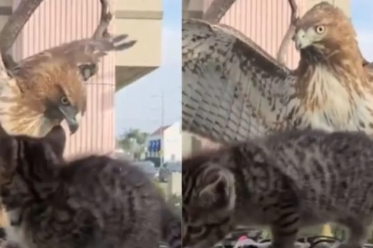 Animal Viral Video