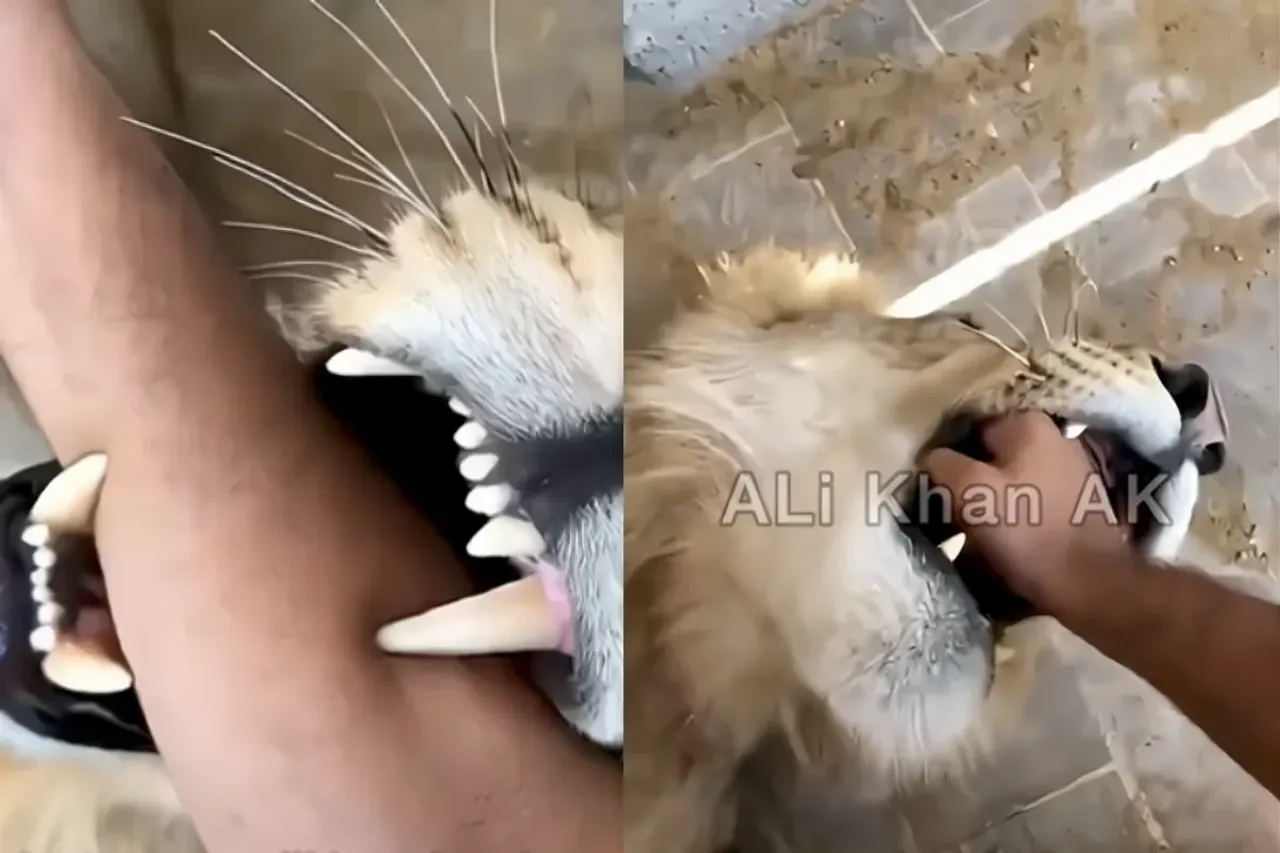 Animal Viral Video