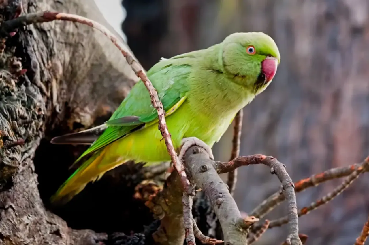 Parrot Fever