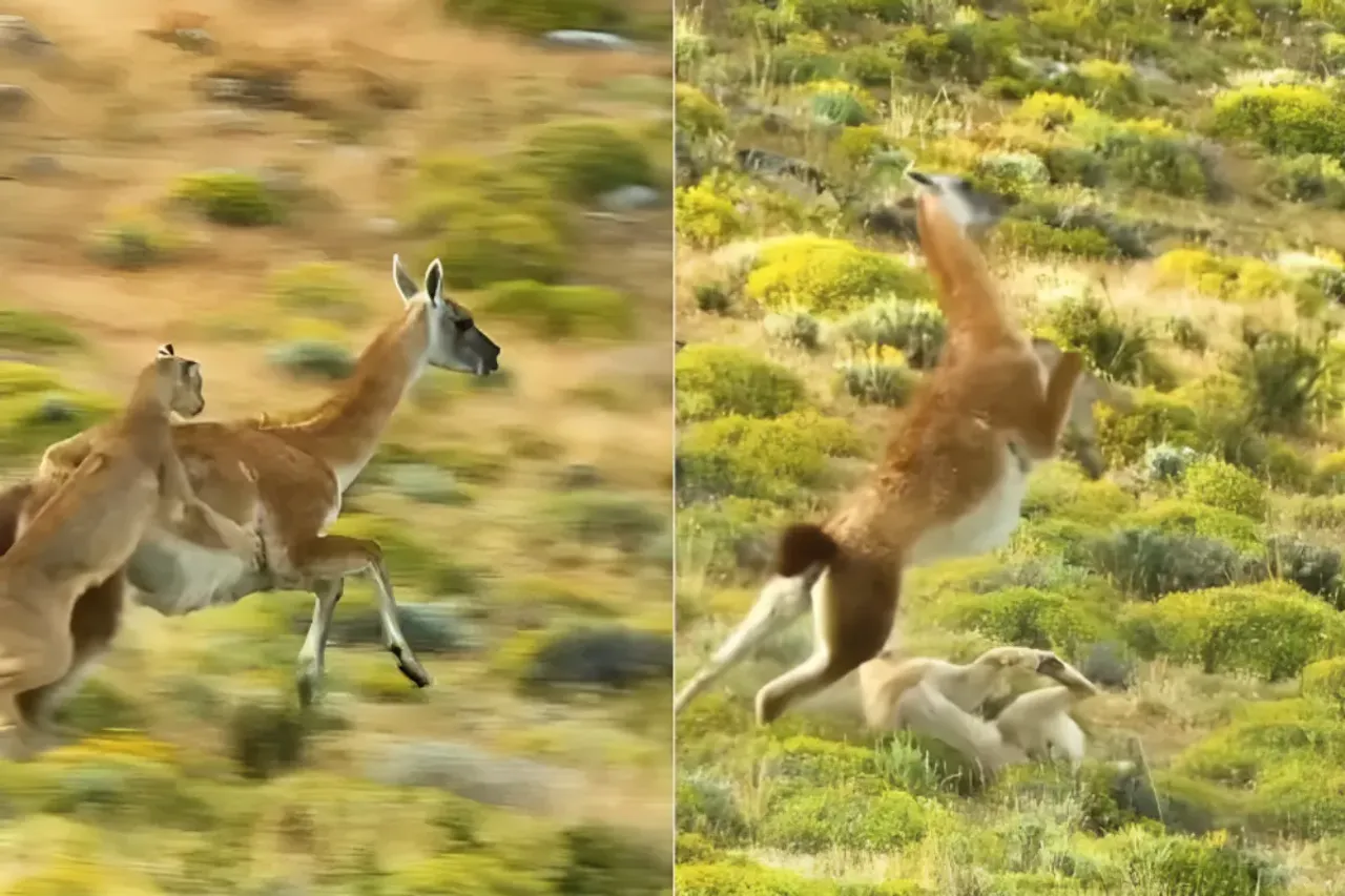 Animal Viral Video