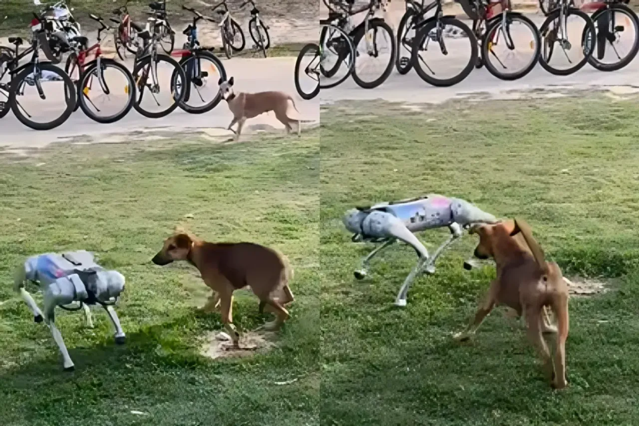 Viral Video