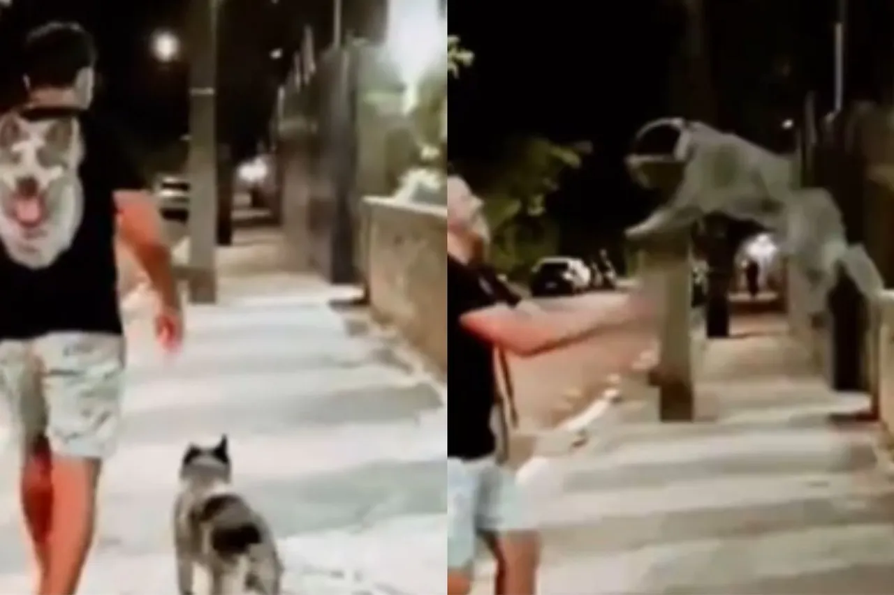 Animal Viral Video