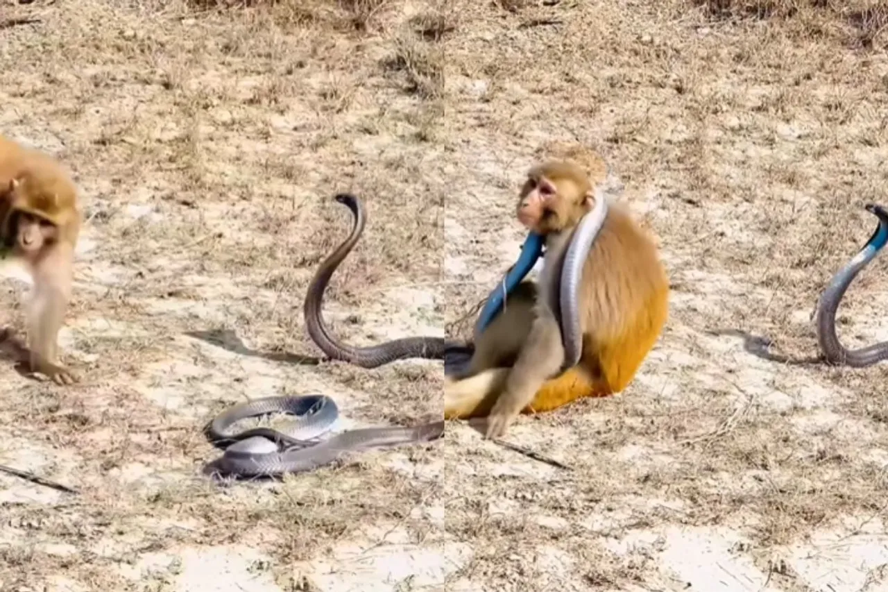 Animal Viral Video