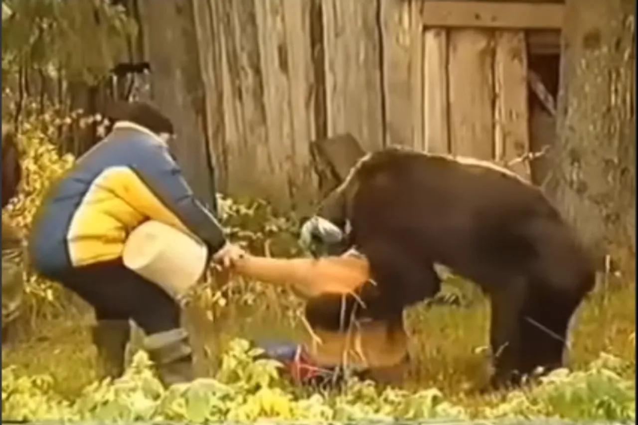 Animal Viral Video