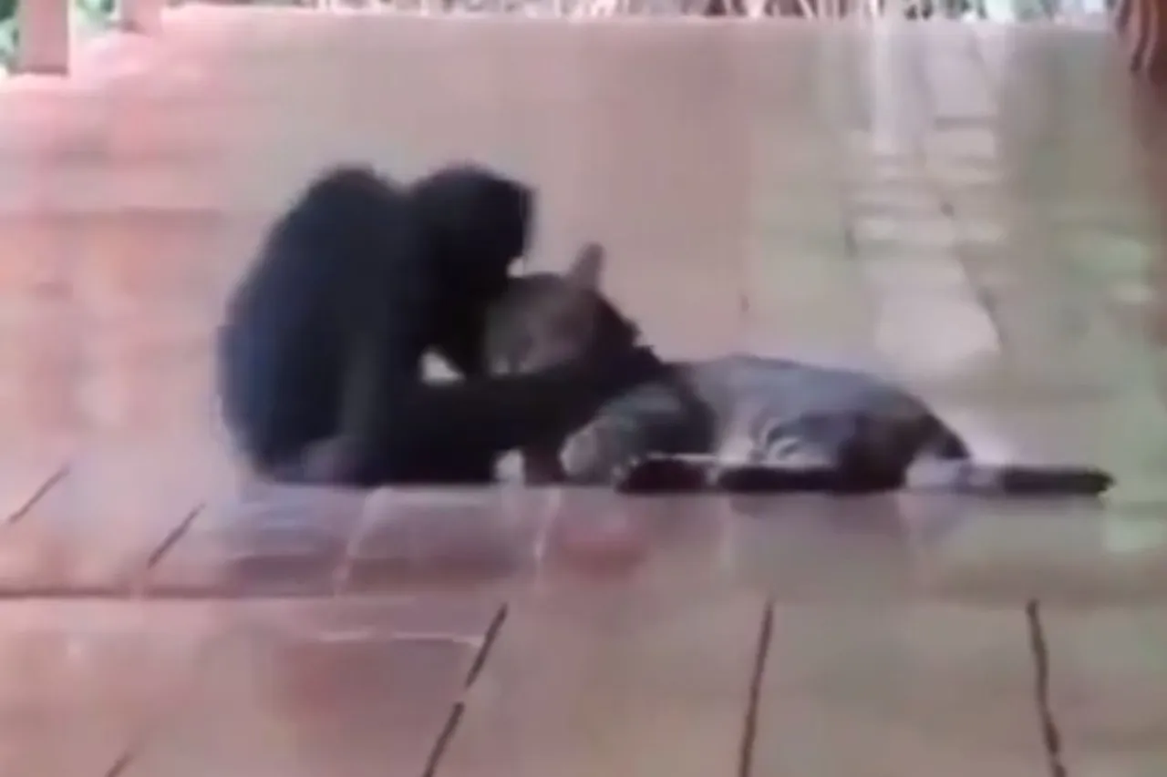 Animal Viral Video