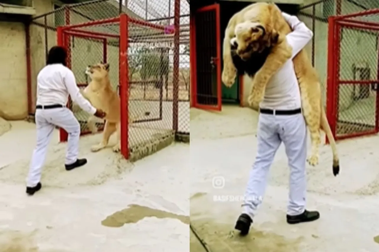 Animal Viral Video