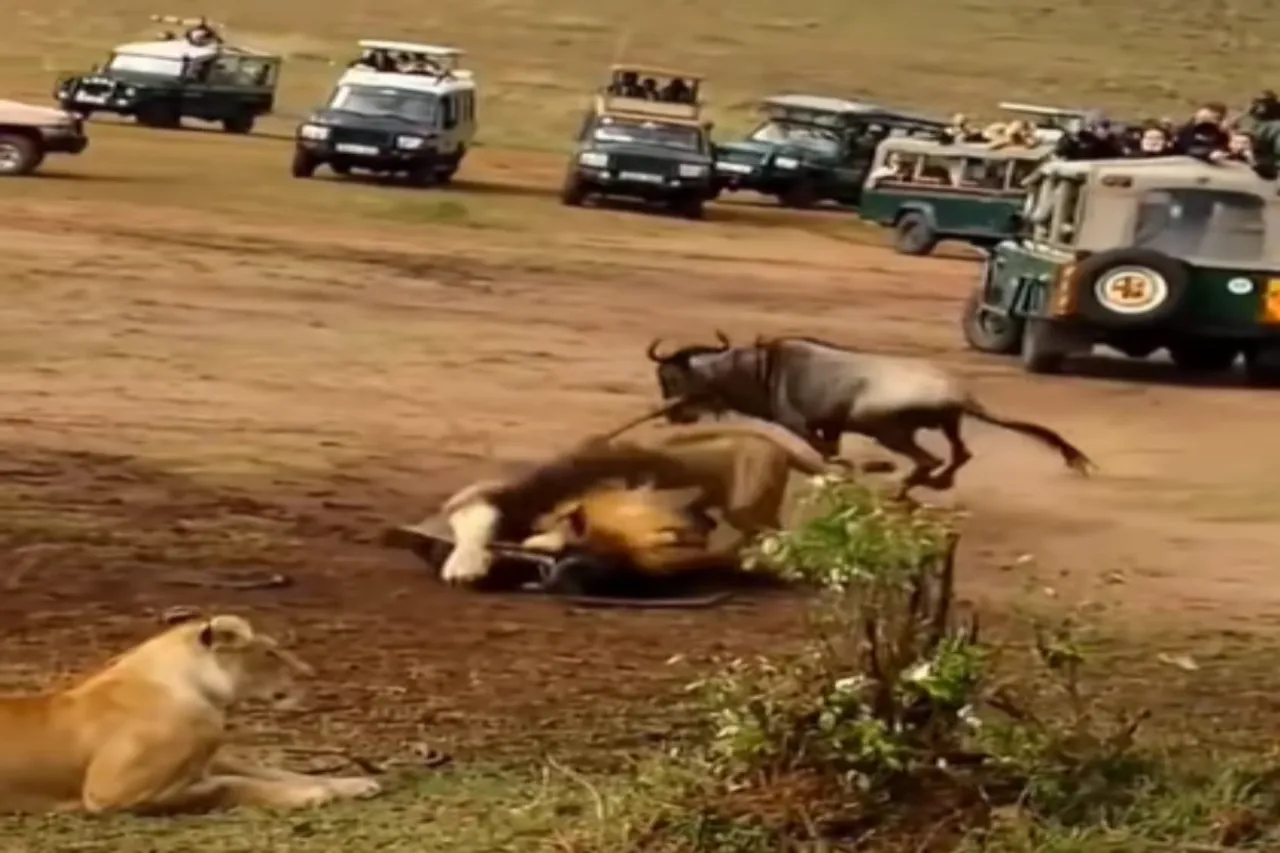 Animal Viral Video
