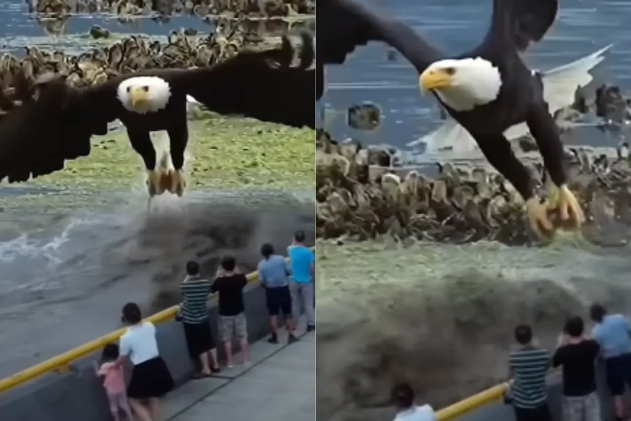 Animal Viral Video