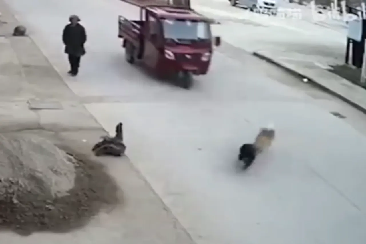Animal Viral Video