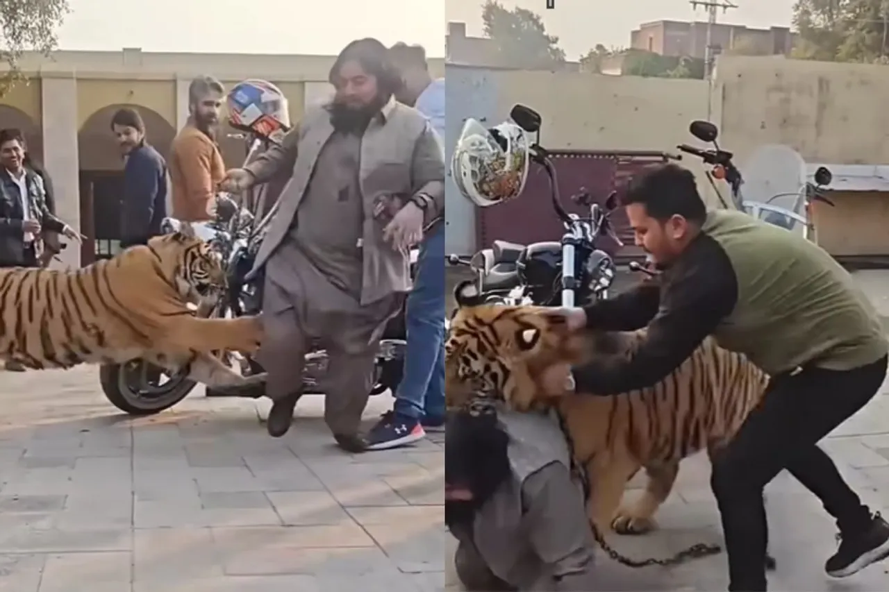 Animal Viral Video