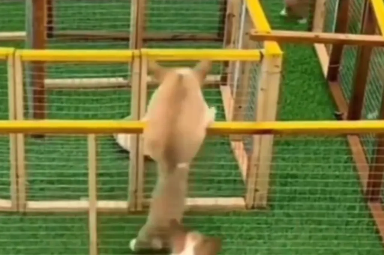 Animal Viral Video