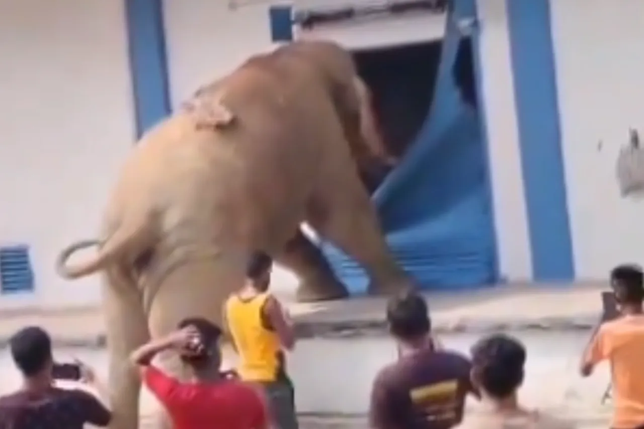 Animal Viral VideoAnimal Viral Video