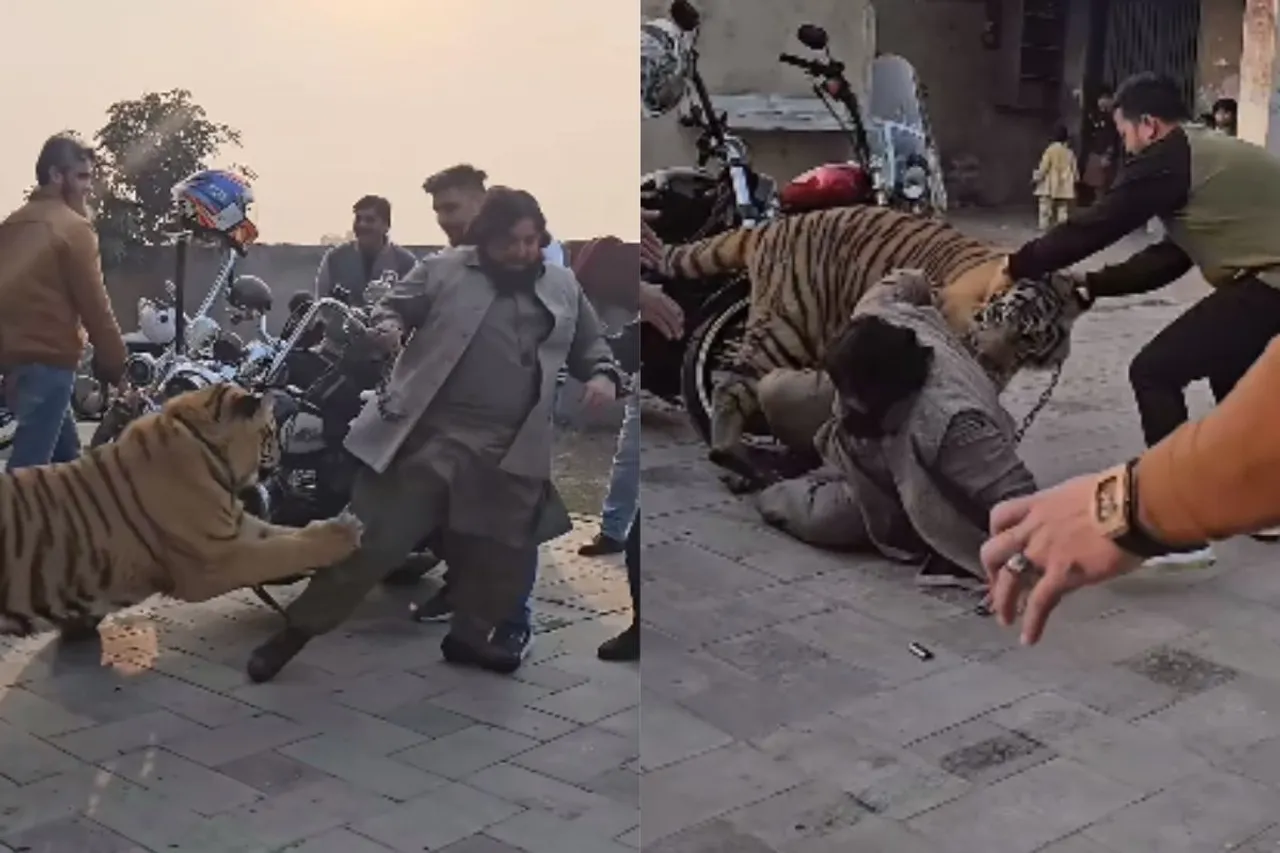 Animal Viral Video