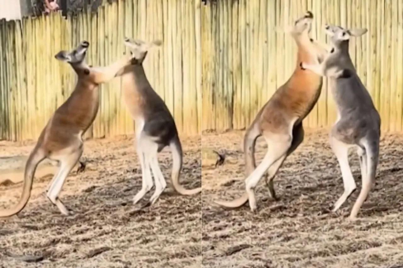 Animal Viral Video