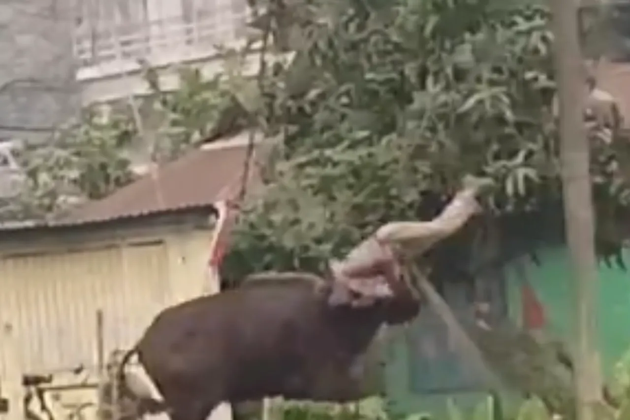 Animal Viral Video
