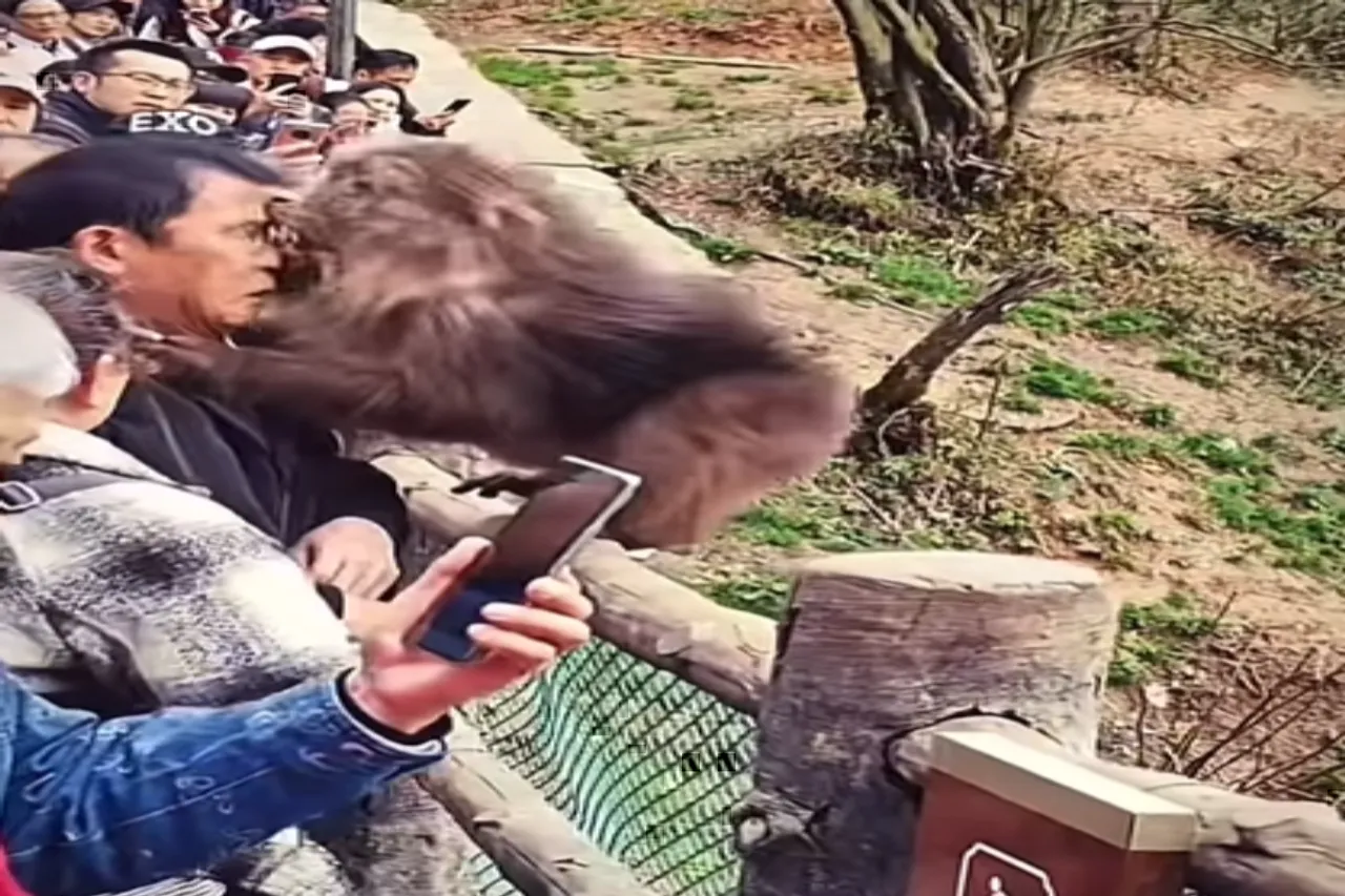 Animal Viral Video