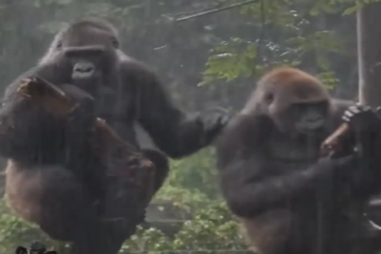 Animal Viral Video
