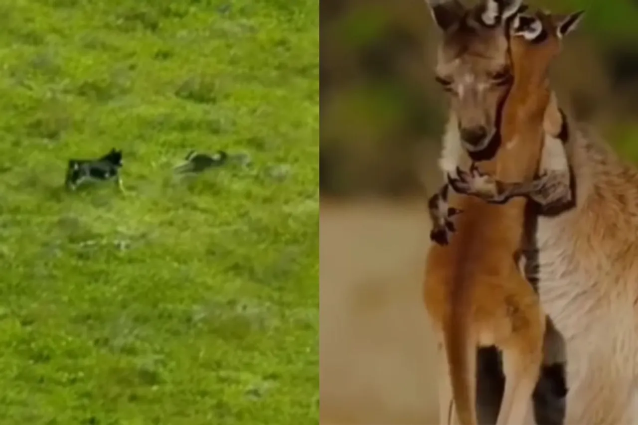Animal Viral Video