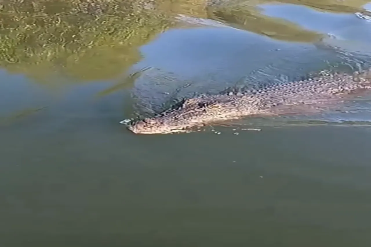 Animal Viral Video