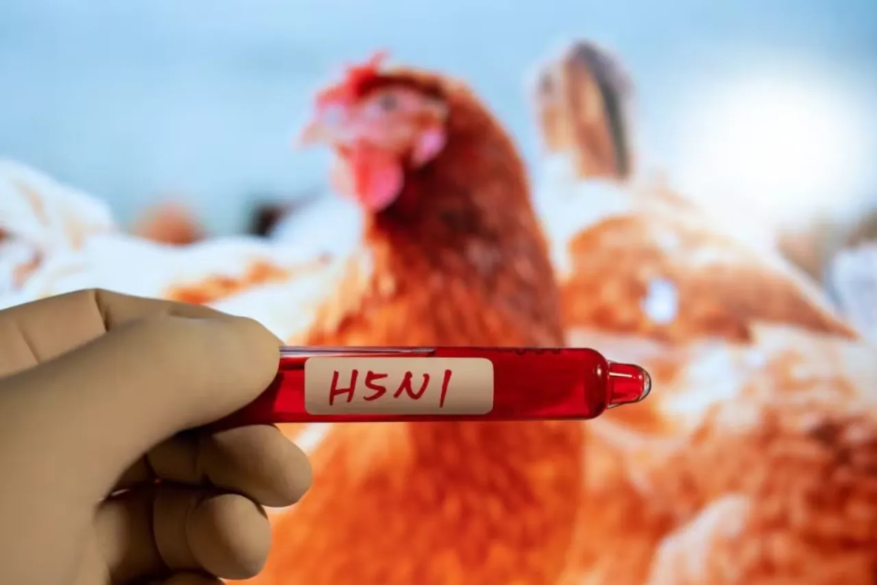 Bird Flu