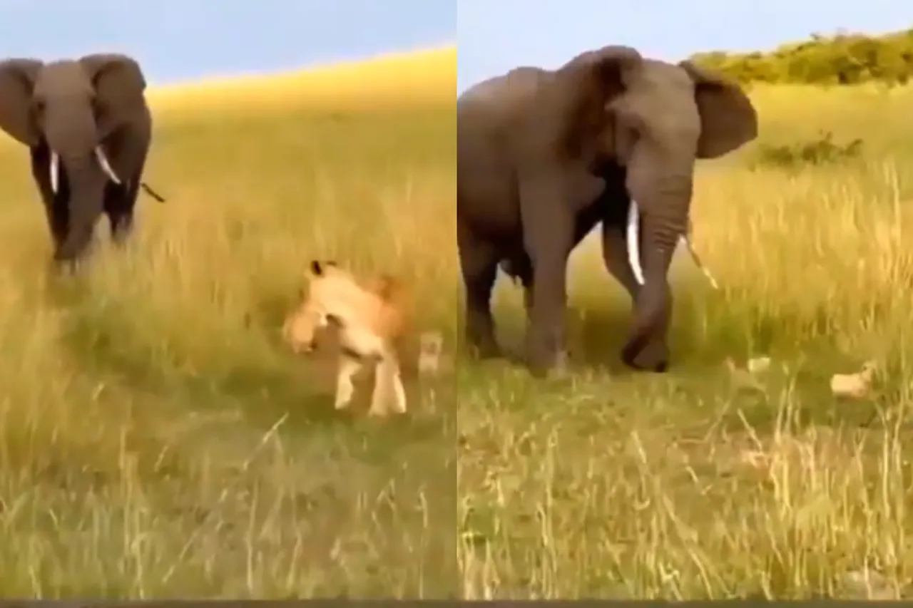 Animal Viral Video