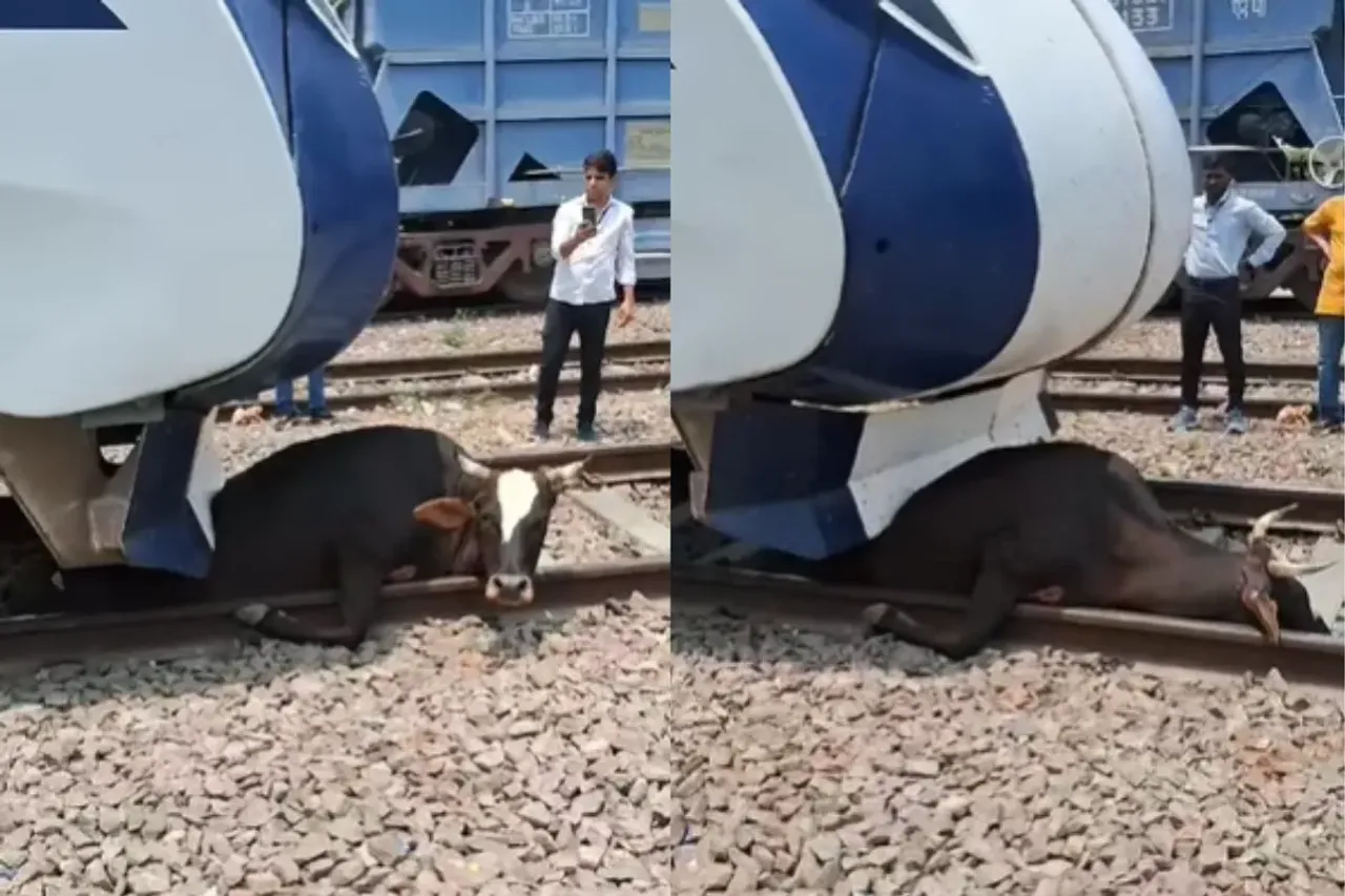 Animal Viral Video