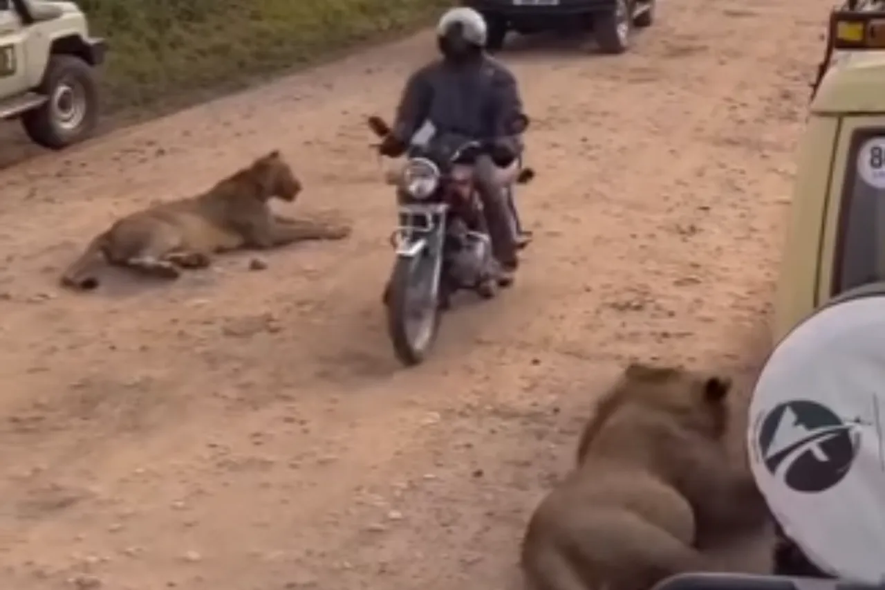 Animal Viral Video
