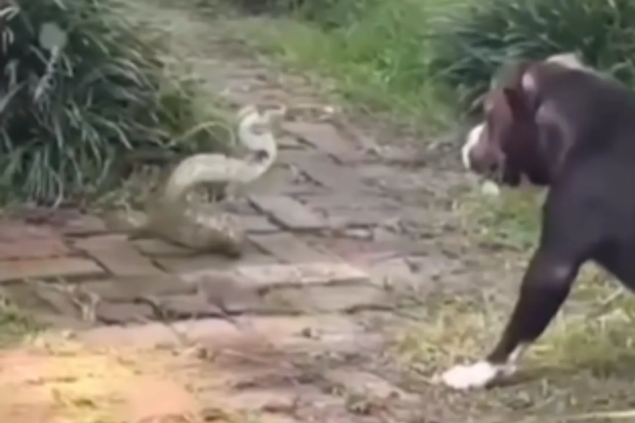 Animal Viral Video