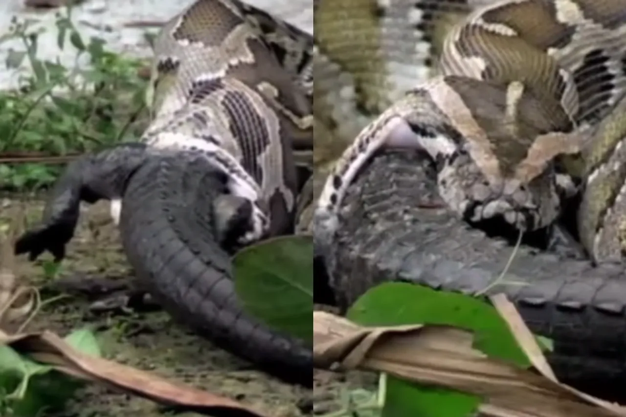 Animal Viral Video
