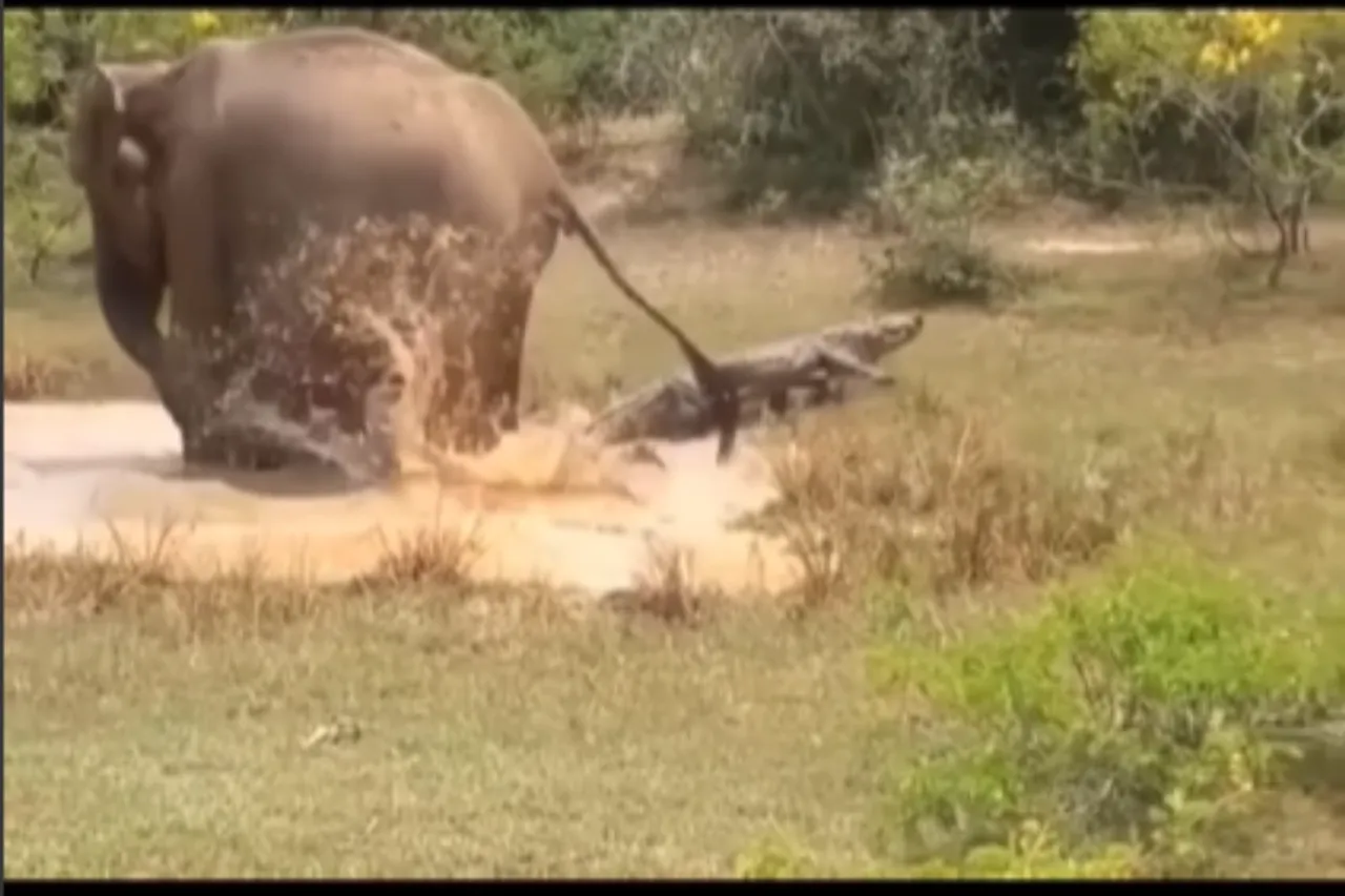 Animal Viral Video