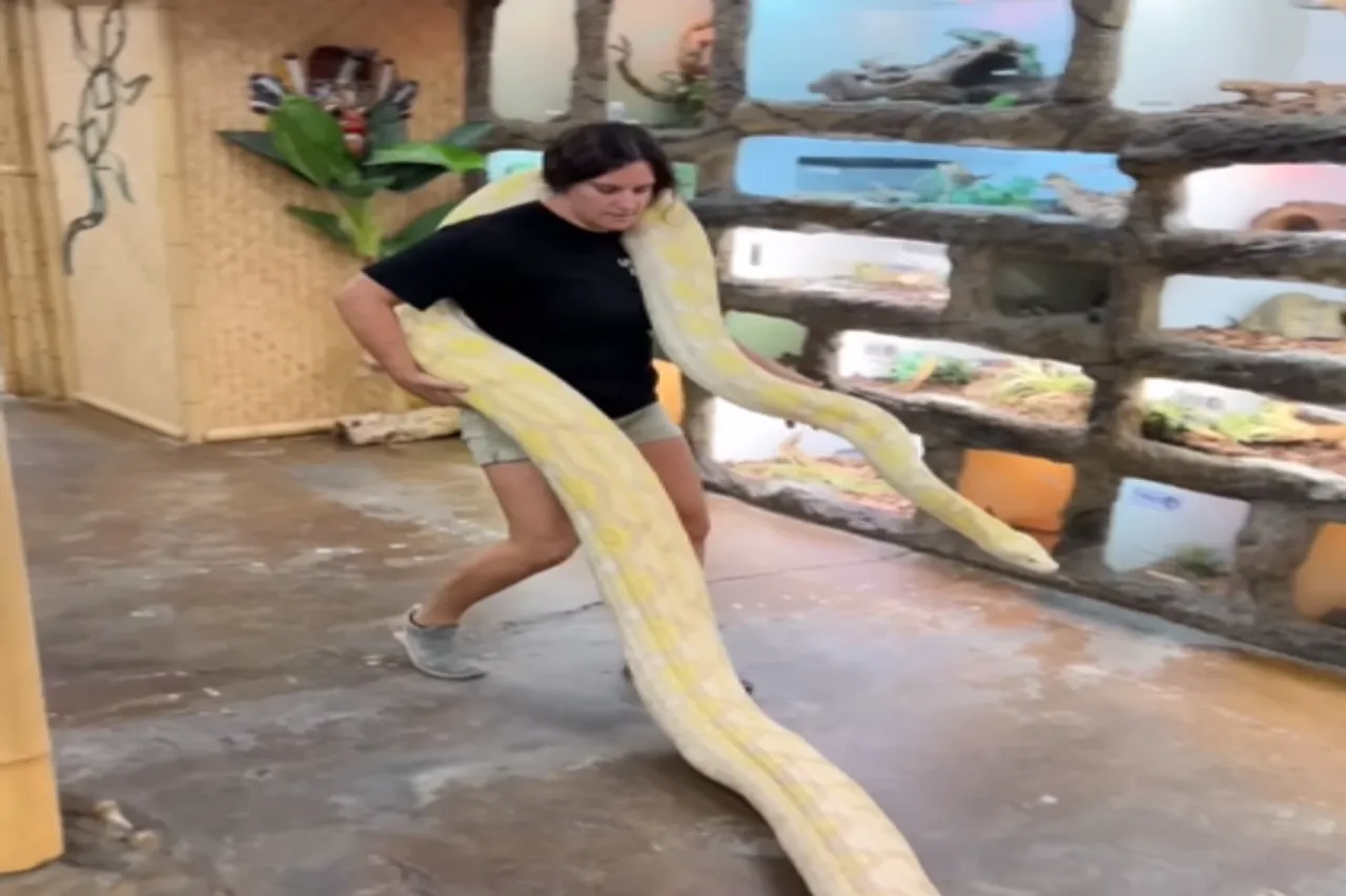 Animal Viral Video
