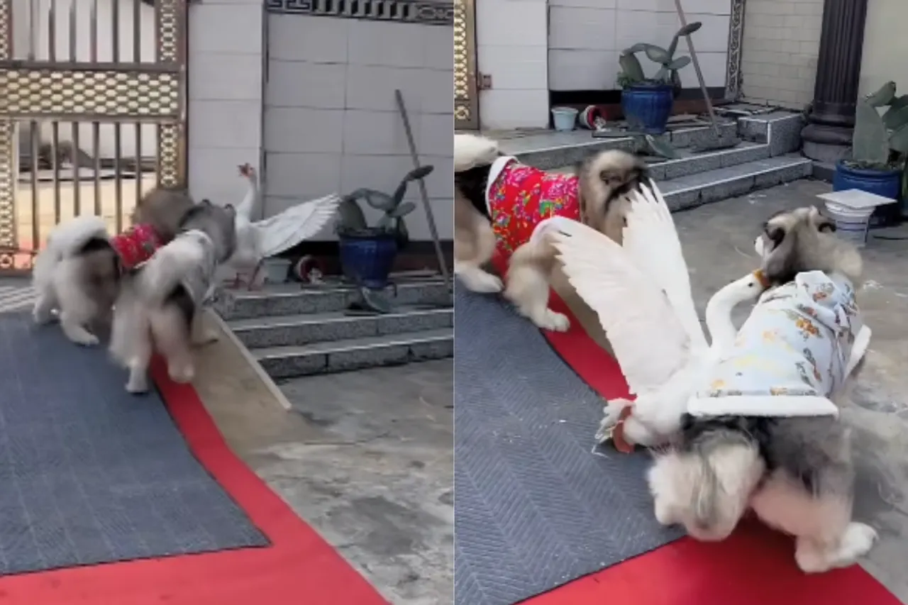 Animal Viral Video