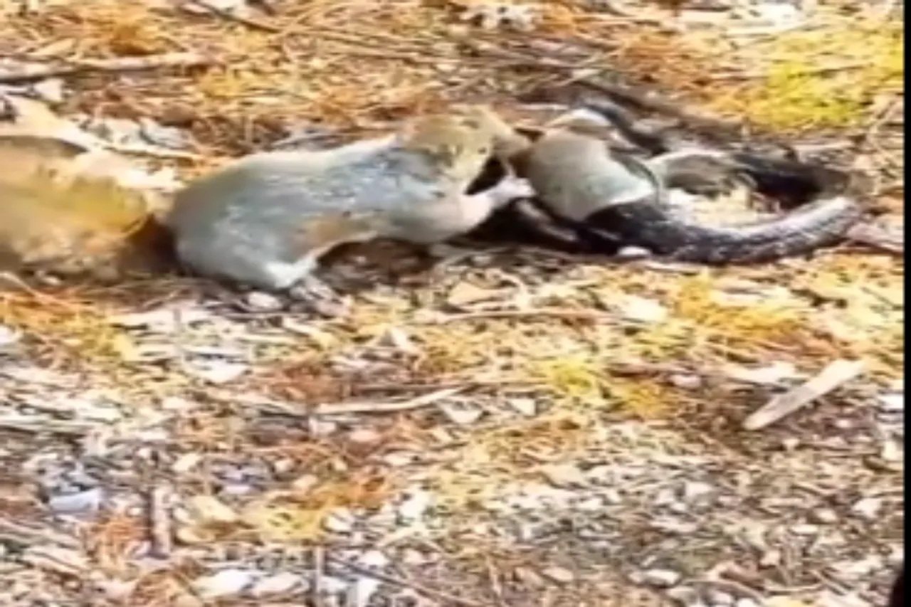Animal Viral Video