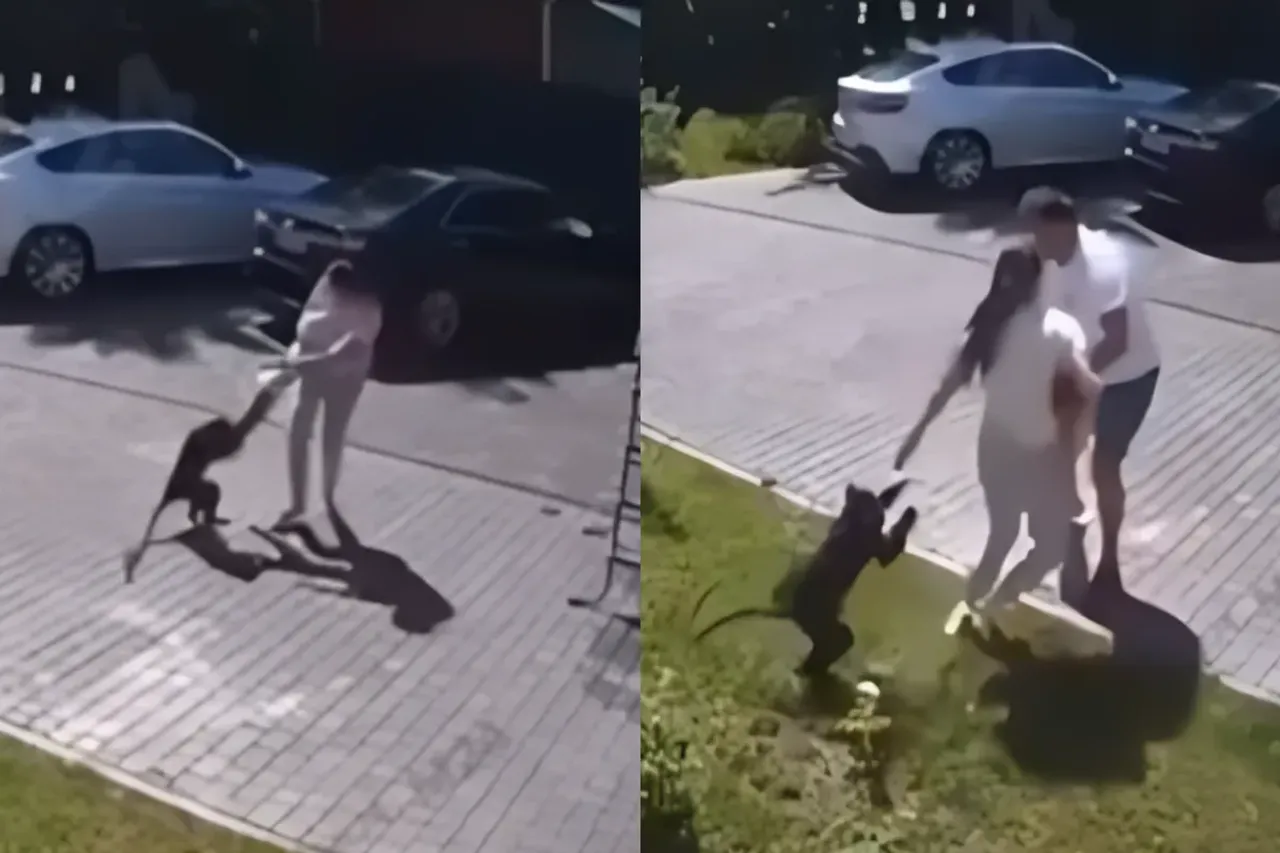 Animal Viral Video