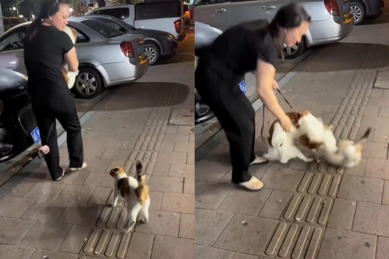 Animal Viral Video