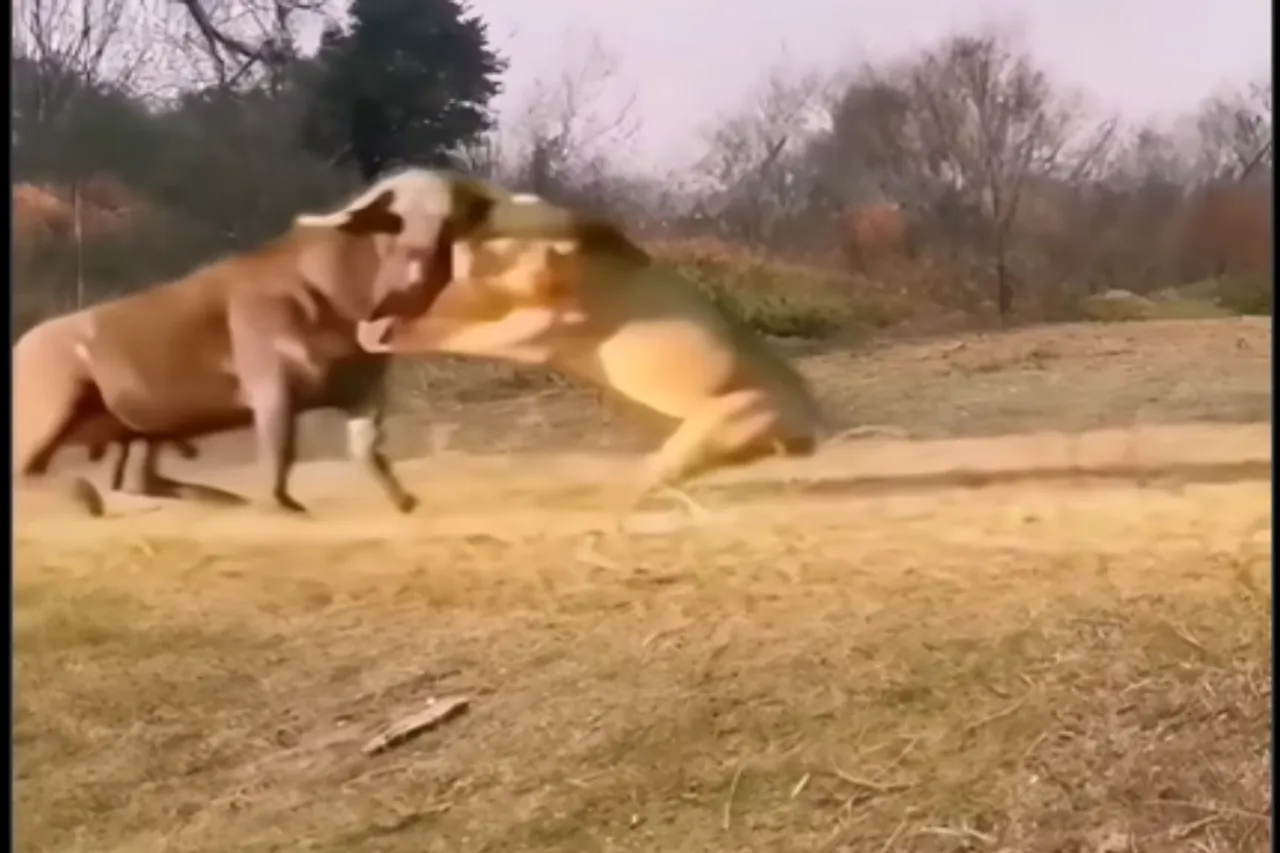 Animal Viral Video