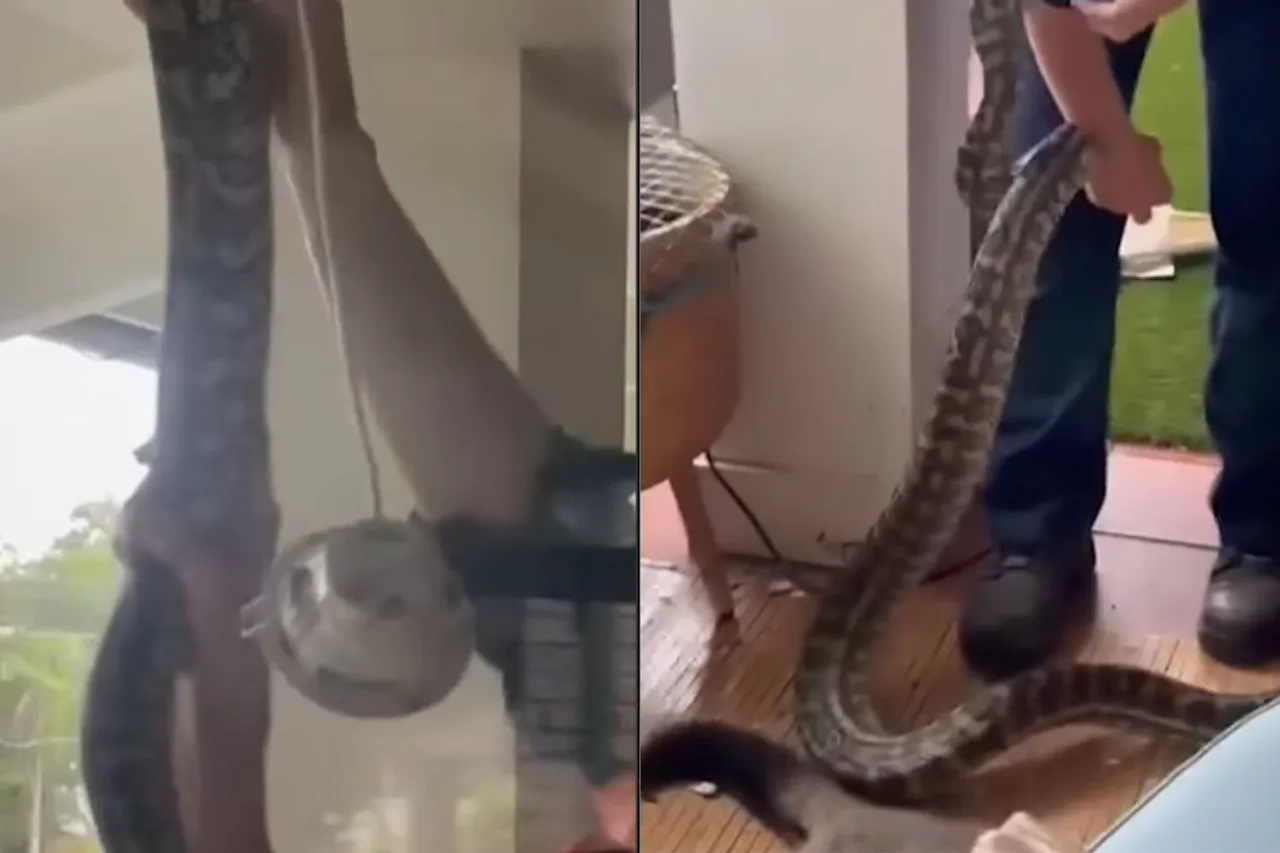 Animal Viral Video