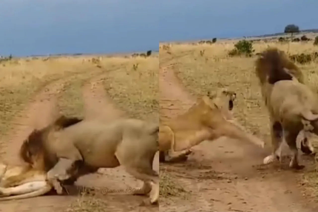 Animal Viral Video
