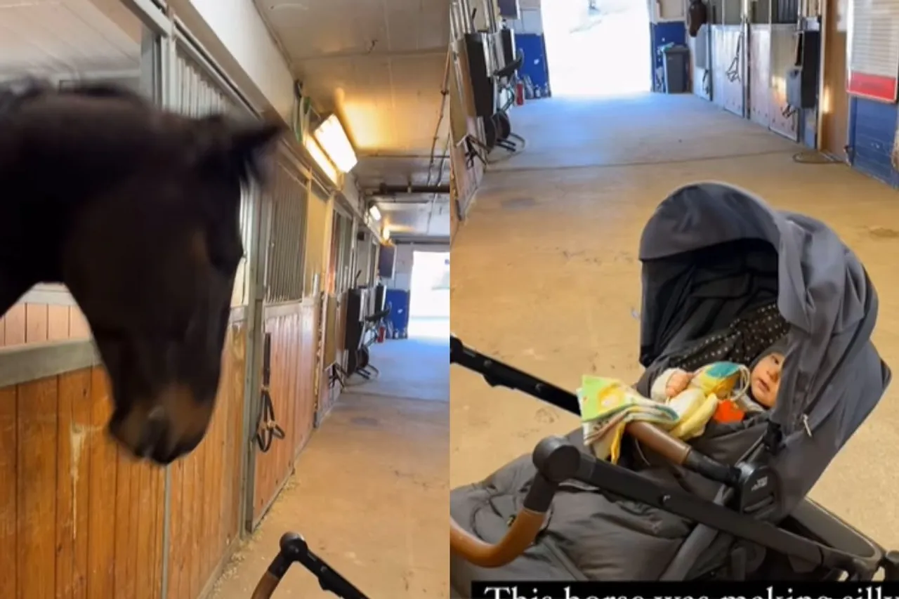 Animal Viral Video
