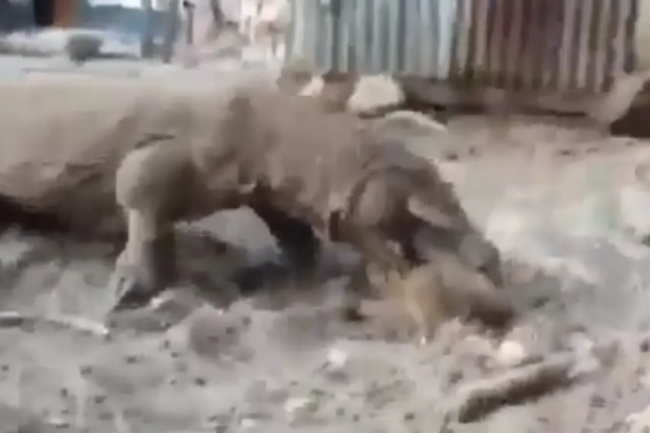 Animal Viral Video