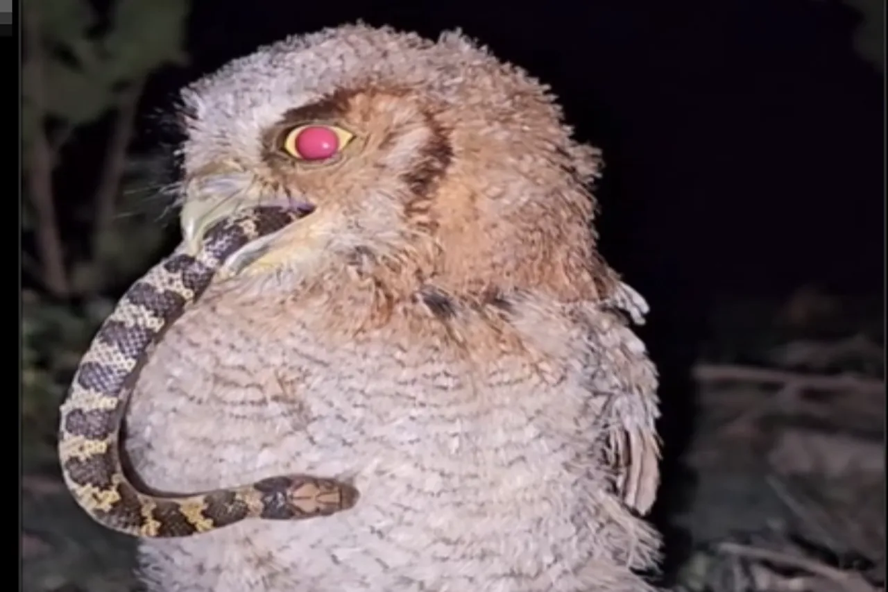 Animal Viral Video: