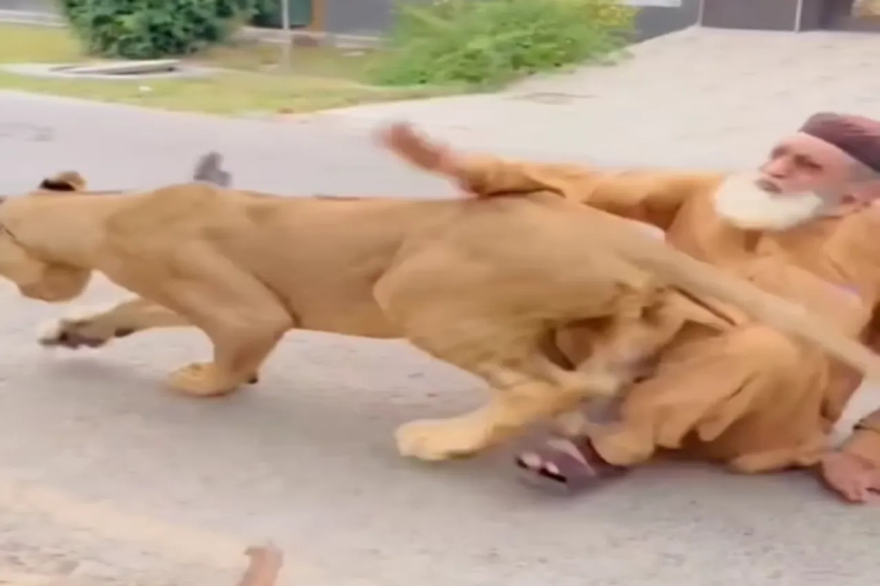 Animal Viral Video