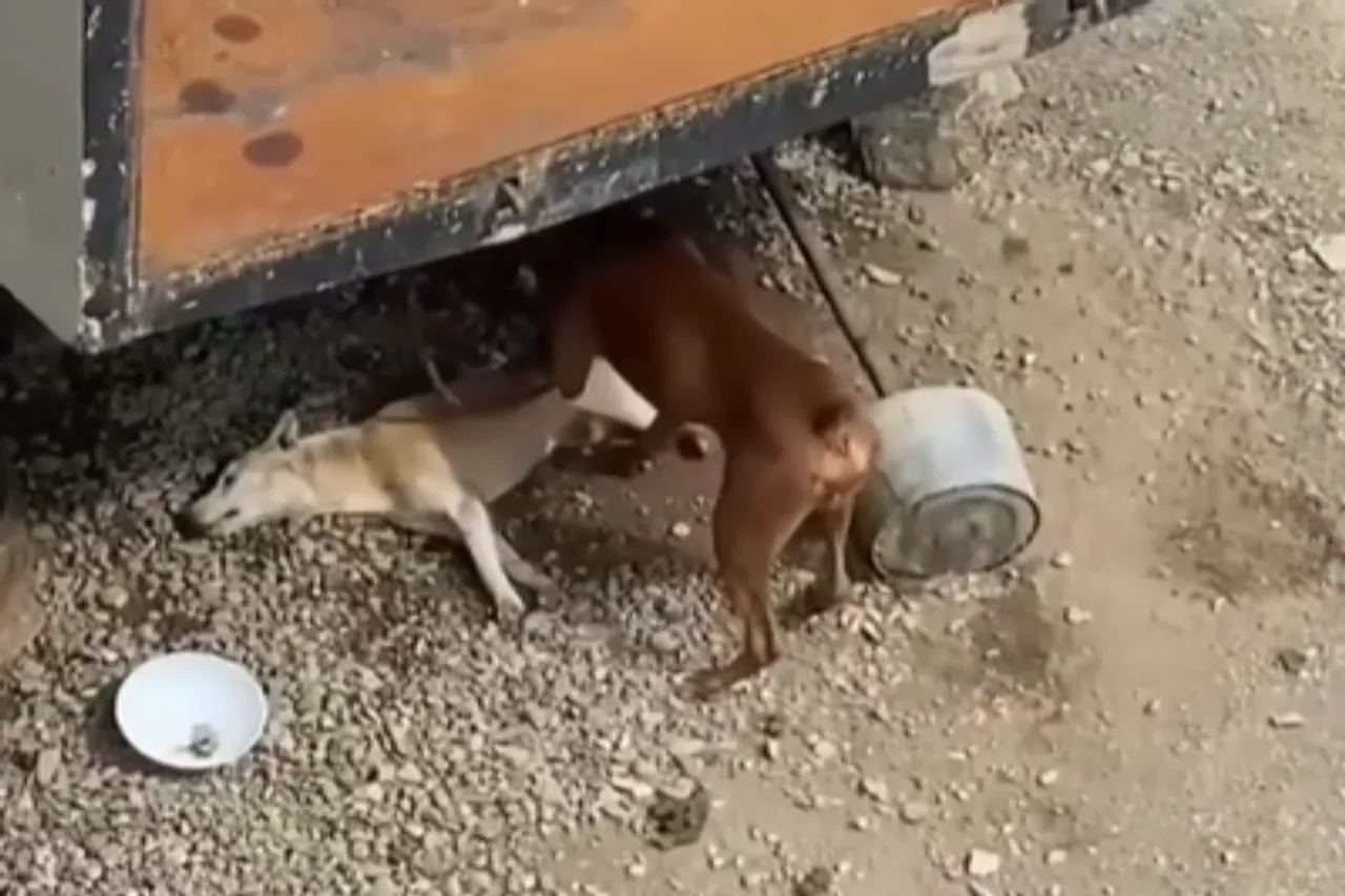 Animal Viral Video