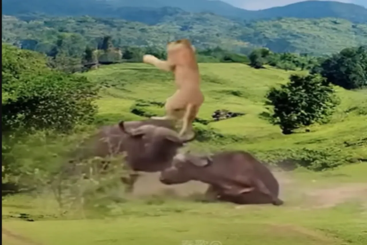 Animal Viral Video