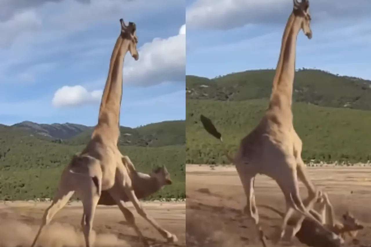 Animal Viral Video